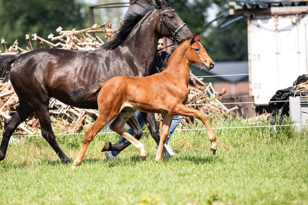 Fonq Daniel mosterdijk