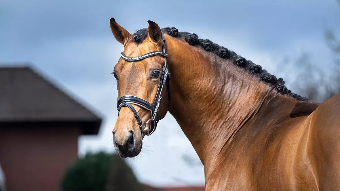 83401996 2263739233729591 2021701437632806912 o